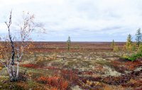 urengoi_2005_1.jpg