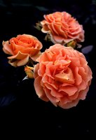 rose.jpg