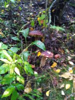 IMG_20170913_075958.jpg