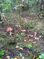 IMG_20170913_075702.jpg