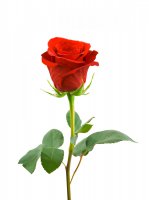 Flower-58-www.mehrad-co.com(L).jpg