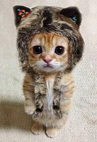 Котику холодно!.jpg