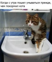 Не покормил Кота.jpg