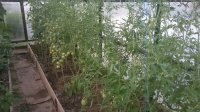 WP_20180713_20_28_14_Pro.jpg