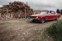 Mustang.jpg