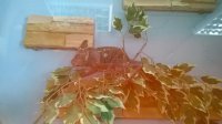 WP_20150310_15_50_06_Pro.jpg