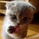 Котёночек