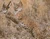 lynxooter