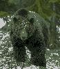Grizzly
