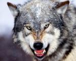 Panzer Wolf