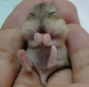 kupidon