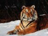 STIGER