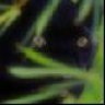 Masha_SAN