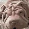 Sharpei