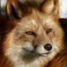 MagicFox