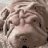 Sharpei