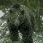 Grizzly
