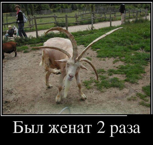 Рогатый
